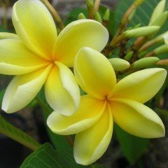 Tüplü Yoğun Kokulu Nadir İnca Gold Sarı Plumeria Fidanı(100-200cm)