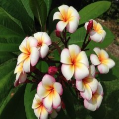 Tüplü Yoğun Kokulu Thumbalina Plumeria Fidanı(100-200cm)