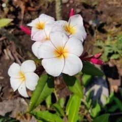 Tüplü Yoğun Kokulu Mini White Plumeria Fidanı(100-200cm)