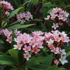 Tüplü Yoğun Kokulu Gemini Plumeria Fidanı(100-200cm)