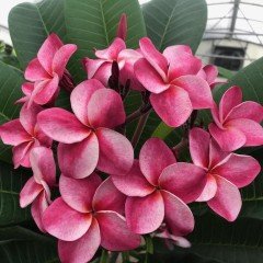 Tüplü Yoğun Kokulu Elsie Plumeria Fidanı(100-200cm)