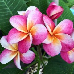 Tüplü Yoğun Kokulu Nadir Özel Renk Divine Plumeria Fidanı(100-200cm)