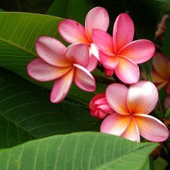 Tüplü Yoğun Kokulu Nadir Özel Renk Divine Plumeria Fidanı(30-60 cm)
