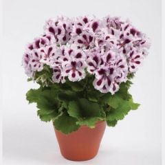 Aristo Purple Stripes Canan Çiçeği Fidesi (2 adet)