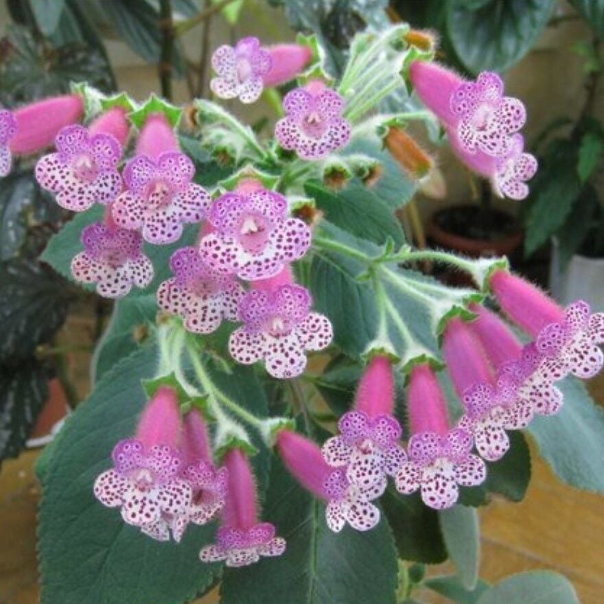 Koleksiyonluk Thads Uncle Ron Kohleria Japon Küpelisi Çiçeği Fidesi (Mini Potta)