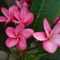 Tüplü Özel Renk Pembe Plumeria Fidanı(100-200cm)