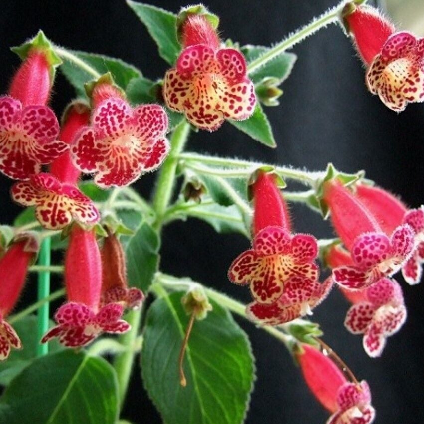 Koleksiyonluk Lucifer Kohleria Japon Küpelisi Çiçeği Fidesi (Mini Potta)