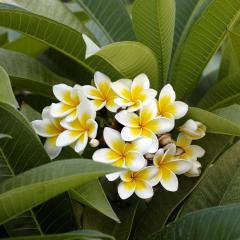 Tüplü Plumeria Amerikan Fulu Fidanı(20-40 CM) (3 adet)