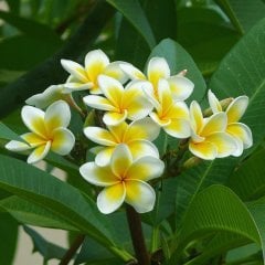 Tüplü Plumeria Amerikan Fulu Fidanı(70-95 CM)