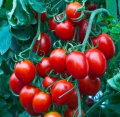 Nadir Herliom Red Cherry Domates Tohumu (15 tohum)