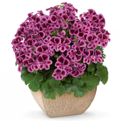 Özel PAC® Angeleyes Blueberry Sardunya Canan Çiçeği Fidesi (2 adet)