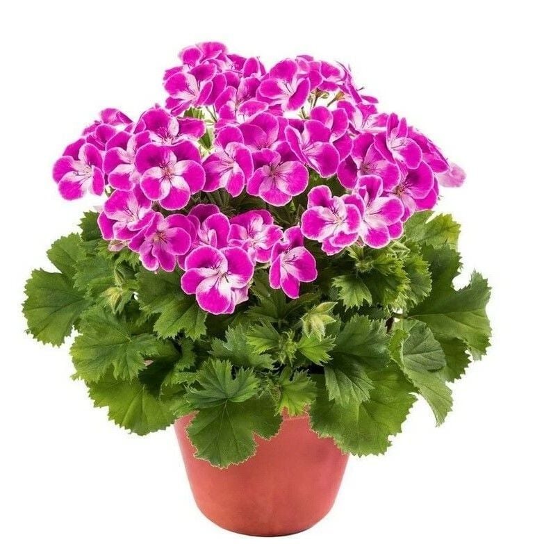 Sınırlı Stok Pinkerbell Sardunya Canan Çiçeği Fidesi (1 Fide)