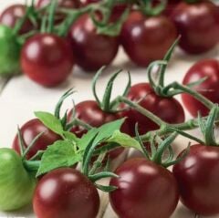 Aroması Yüksek Chocolate Cherry Domates Tohumu (15 tohum)