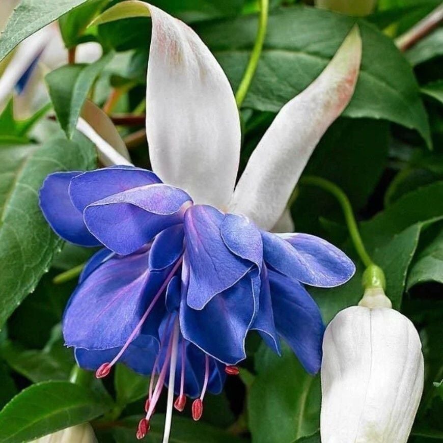 Koleksiyonluk Sınırlı Stok Katmerli Blue Angel Küpe Çiçeği Fidesi (1 Fide)