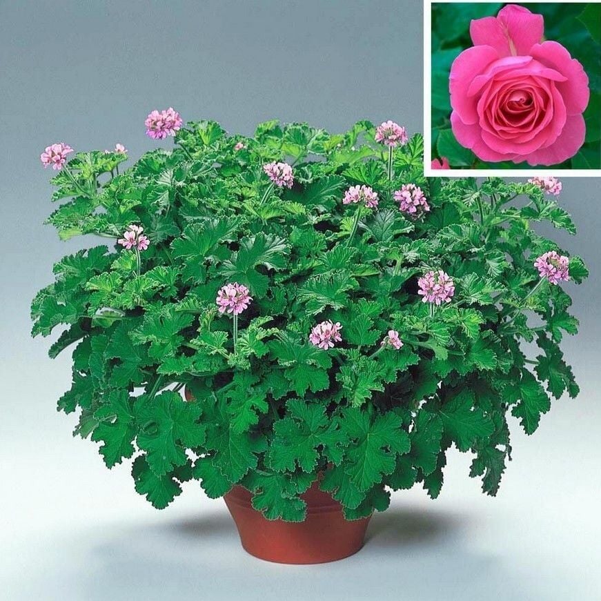 Gül Kokulu Sivrisinek Kovucu Grandeur Odorato Rose Sardunya Fidesi(1 Fide)