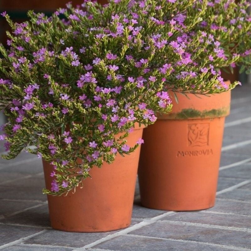 Sarkıcı Sepetler İçin Multi Çiçekli Myrto Purple Mor Çiçekli Küfeya Çiçeği Fidesi (1 Fide)