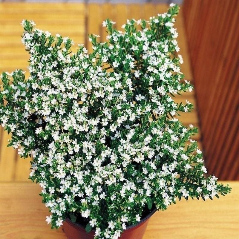 Sarkıcı Sepetler İçin Multi Çiçekli Myrto White Beyaz Çiçekli Küfeya Çiçeği Fidesi (1 Fide)