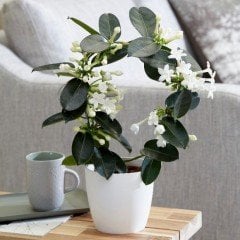 Saksıda Yoğun Kokulu Stephanotis Floribunda Madagaskar Yasemini Fidanı