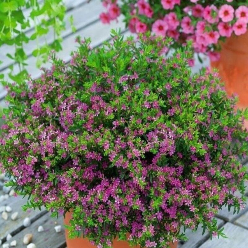 Sarkıcı Sepetler İçin Multi Çiçekli Myrto Pink Küfeya Çiçeği Fidesi (1 Fide)