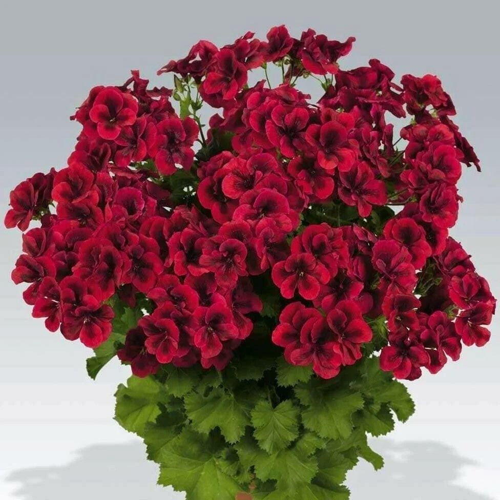 Clarion Dark Red Koyu Kırmızı Çiçekli Sardunya Canan Çiçeği Fidesi (1 Fide)