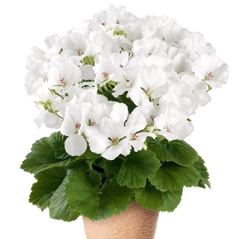 Clarion White Beyaz Çiçekli Sardunya Canan Çiçeği Fidesi (1 Fide)