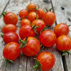 Süpernova Cherry Domates Tohumu(15 tohum)