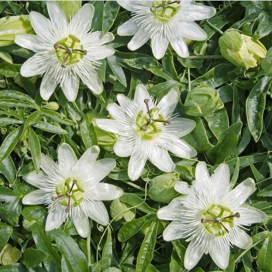 Tüplü Soğuklara Dayanıklı Kokulu Beyaz Çiçekli Passiflora Constance Elliott Çiçeği Fidanı