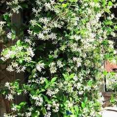 Beyaz Çiçekli Yasemin Fidanı (60-80 cm)
