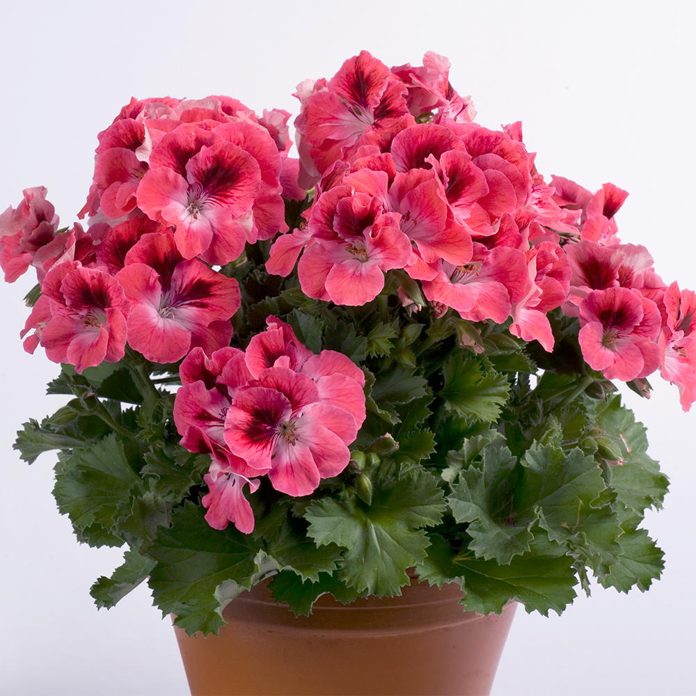 Aristo Salmon Sardunya Canan Çiçeği Fidesi (1 Fide)