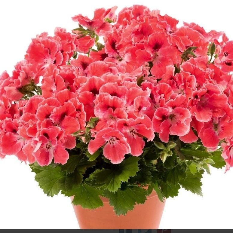 Aristo Orange Sardunya Canan Çiçeği Fidesi (1 Fide)