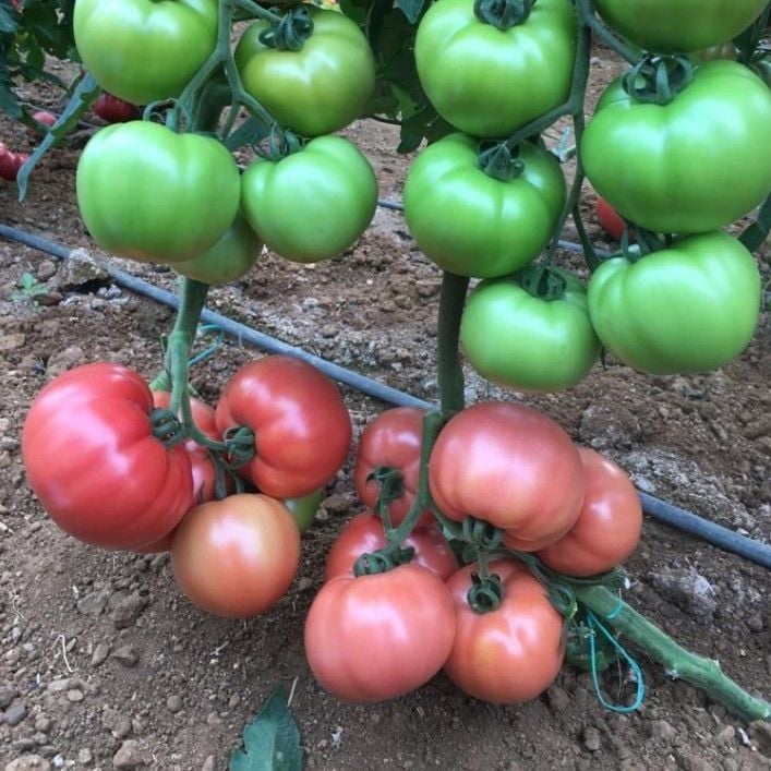 Sazak Etli Dev Kokulu Sırık Beef Domates Fidesi (5 Fide)