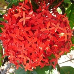 Tüplü Jasminum Beesianum Kırmızı Yasemin Fidanı