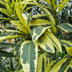 Tüplü Özel Nerium Oleander Çift Renkli Alacalı Zakkum Fidanı(200-300 cm)