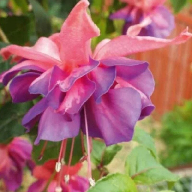 XXL Çiçekli Katmerli Marbeller Double Pink Blue Küpe Çiçeği Fidesi (1 Fide)