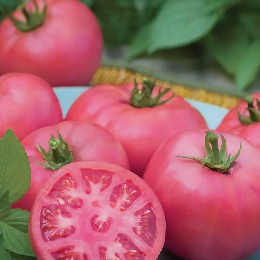 İrina Etli Kokulu Sırık Pembe Domates Fidesi (5 Fide)
