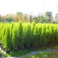 Sınırlı Stok Tüplü Limoni Servi Fidanı (50 adet 20-40 cm))