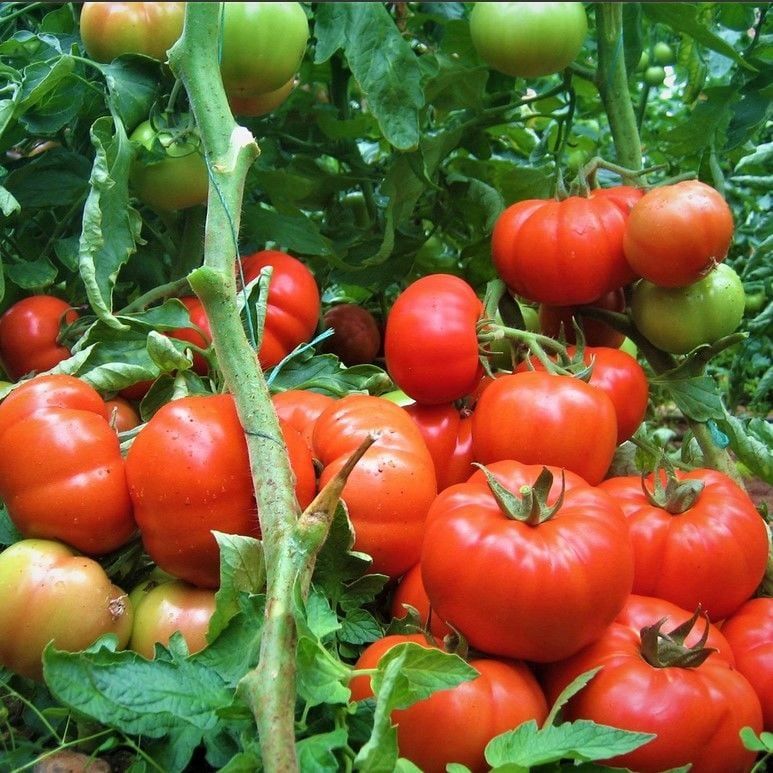 Beef Etli  Kokulu Sırık Kırmızı Salkım Domates Fidesi (5 Fide)