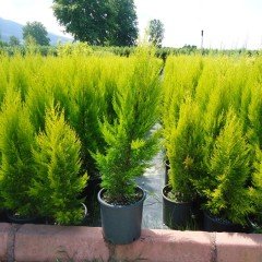 Tüplü Limoni Servi Fidanı(200-250 cm)