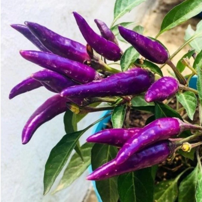 Turşuluk Sofralık Mor Cin Acı Biber Fidesi (5 Fide)