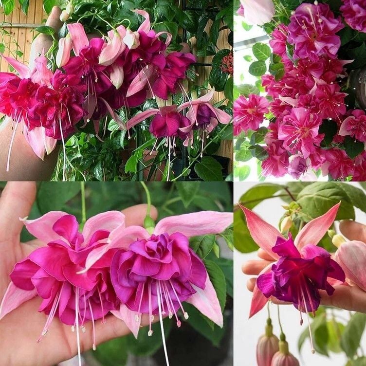 XXL Büyük Çiçekli Bella Rosella Küpe Çiçeği Fidesi(1 Fide)