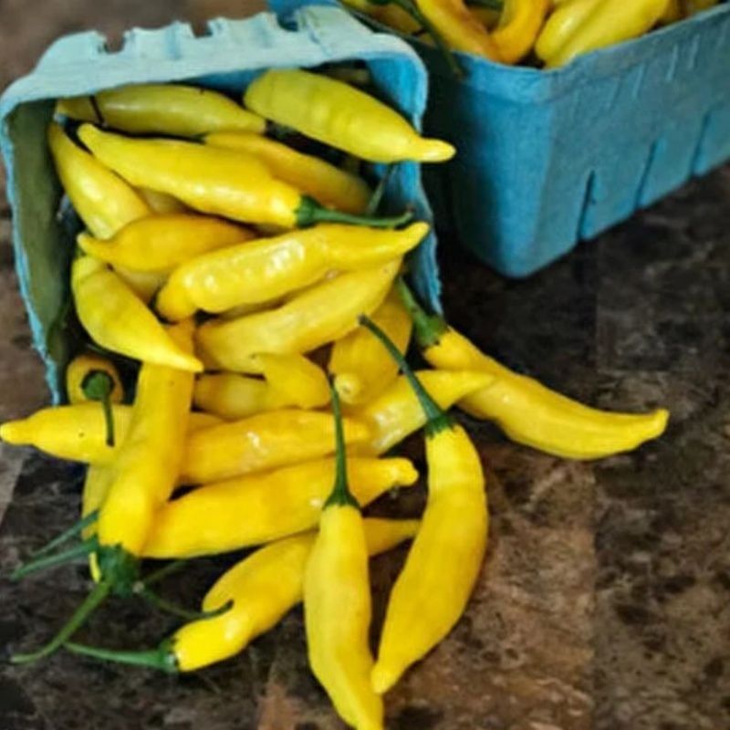 Turşuluk Sofralık Sarı Stone Acı Biber Fidesi (5 Fide)