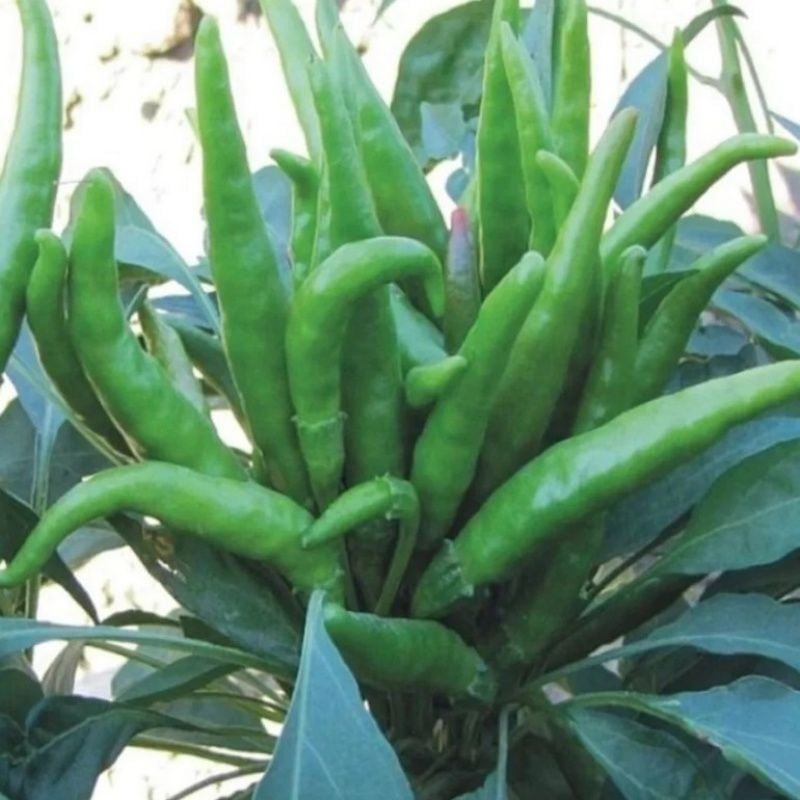 Turşuluk Sofralık Beşparmak Acı  Biber Fidesi (5 Fide)