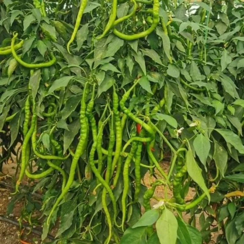 Yüksek Verimli Fişek Tatlı Kıl Biber Fidesi (5 Fide)