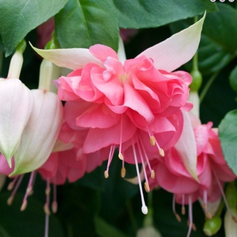 Koleksiyonluk Ender Peachy XXL Büyük Çiçekli Küpe Çiçeği Fidesi (1 Fide)