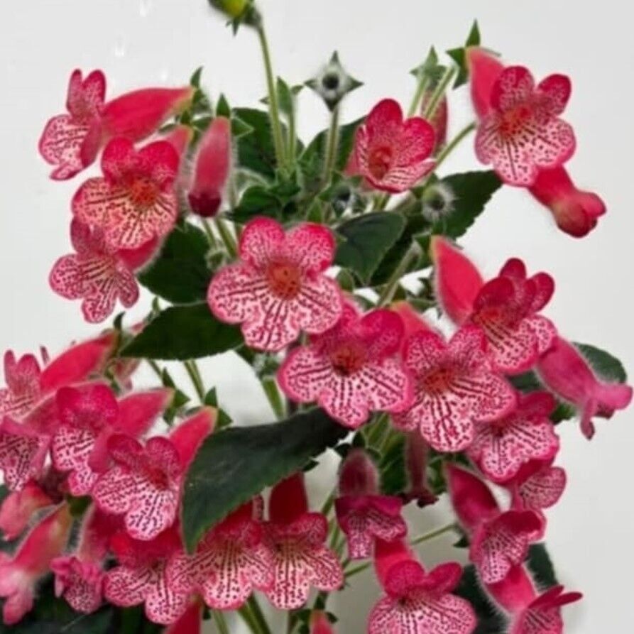 Koleksiyonluk Manchu Kohleria Japon Küpelisi Çiçeği Fidesi (Mini Saksıda)