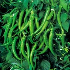 Yediveren Spice Etli Acı Sivri Biber Fidesi (5 Fide)