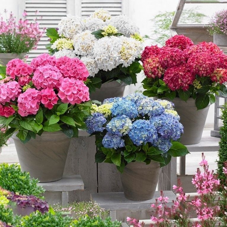 Mixed Karışık XL Büyük Çiçekli Ortanca Çiçeği Fidesi (3 Fide)