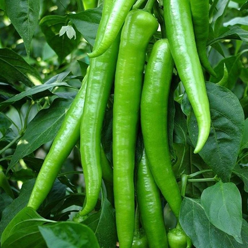 Yediveren Klarnet Etli Tatlı Sivri Biber Fidesi (5 Fide)