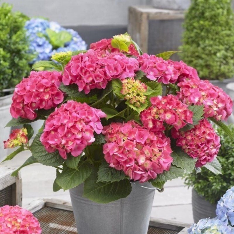 XL Büyük Pembe Çiçekli Ortanca Çiçeği Fidesi (1 Fide)