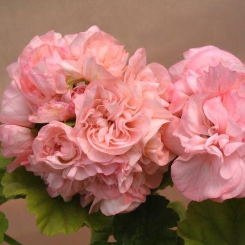 Ender Sophia Emma Gül Sardunya Çiçeği Fidesi( 1 Fide)